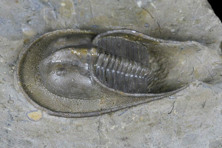 Gorgeous, Harpes Trilobite - Hmar Laghdad, Morocco #175206